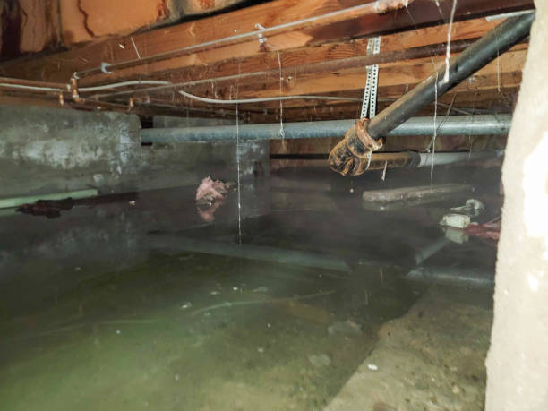 Best Water damage restoration near me  in Durand, MI